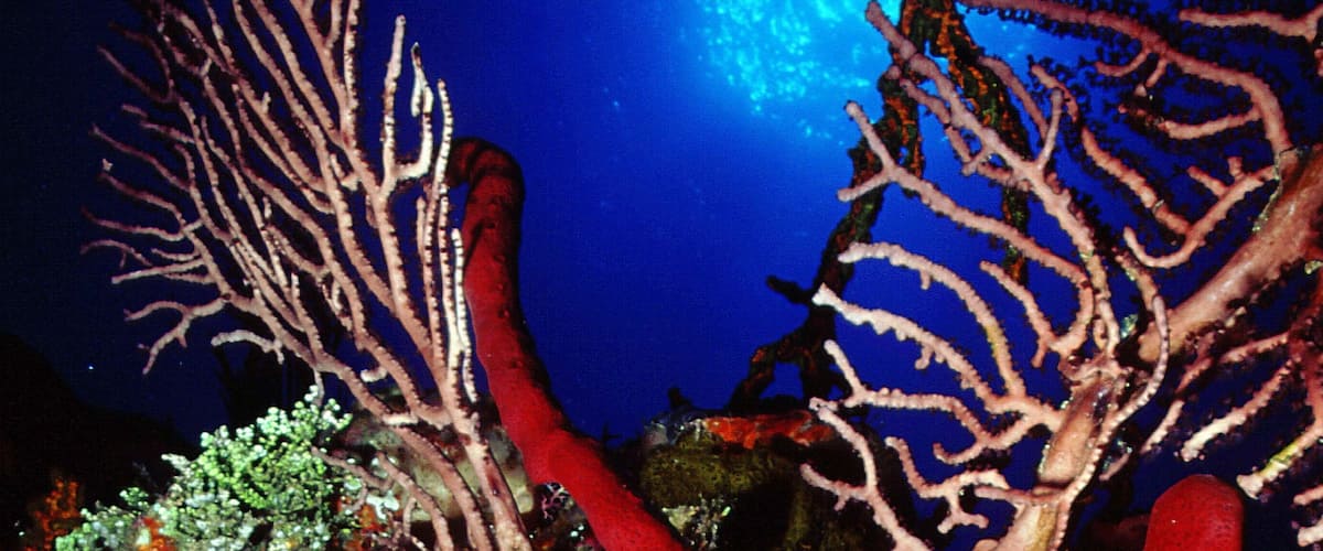 Cayman Islands which includes marine life and colourful reefs