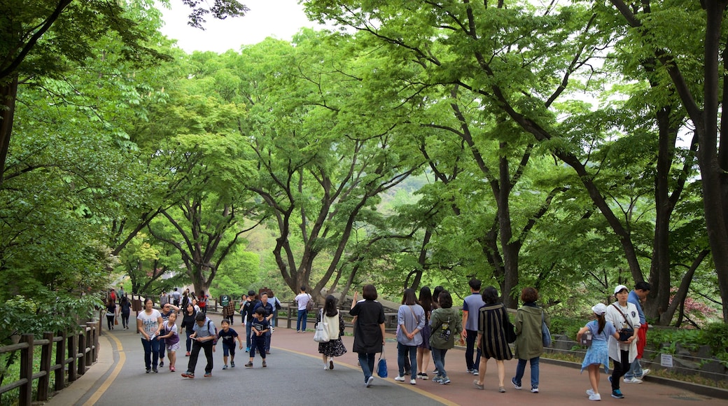 Namsan Park som visar en trädgård och vandring såväl som en liten grupp av människor
