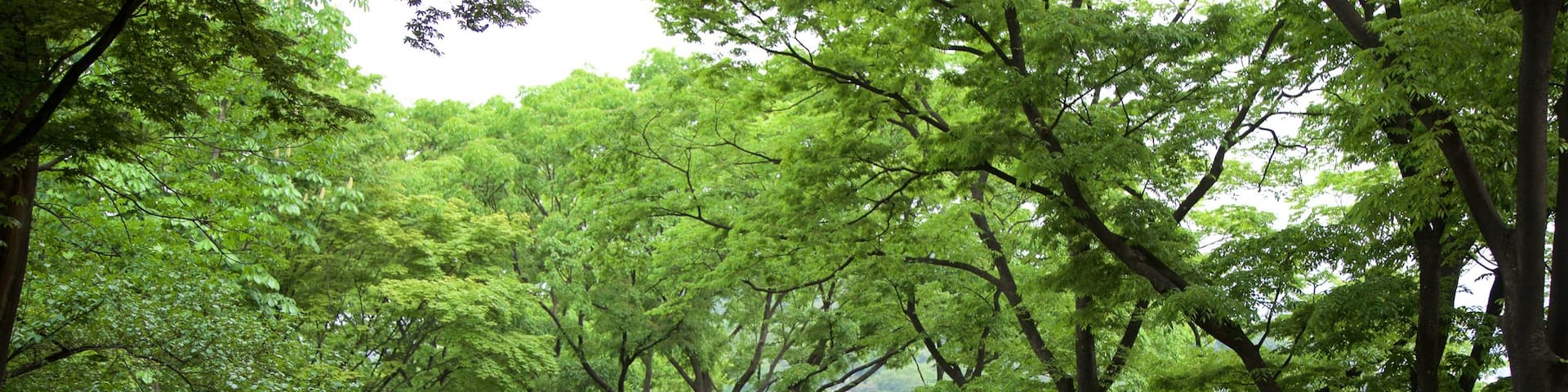 Parc Namsan mettant en vedette parc et randonnée ou marche à pied aussi bien que petit groupe de personnes