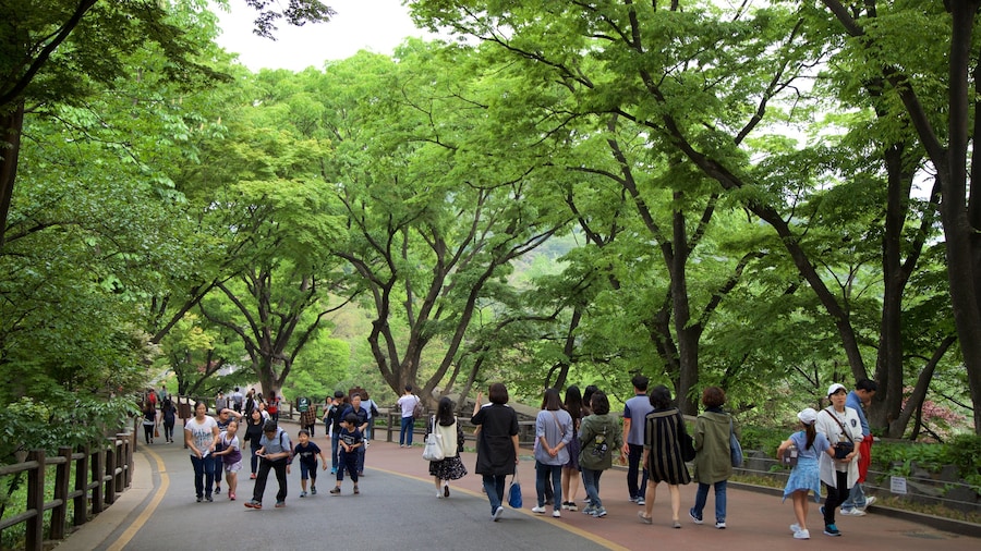 Parque Namsan ofreciendo un parque y senderismo o caminata y también un pequeño grupo de personas