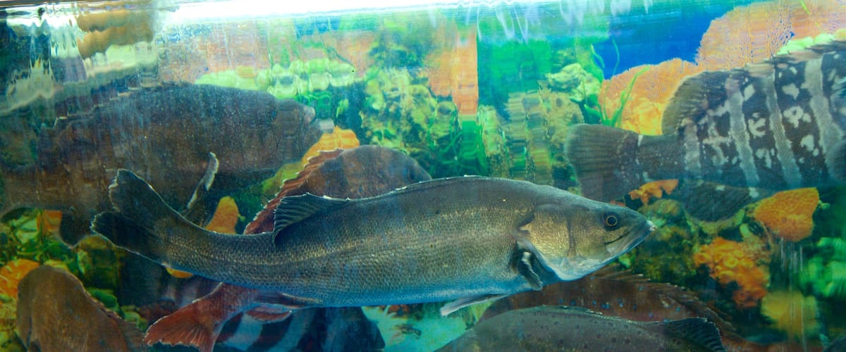 Noryangjin Fish Market showing marine life and markets