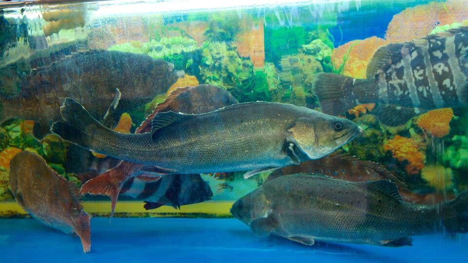Mercado de Peixes Noryangjin que inclui vida marinha e mercados