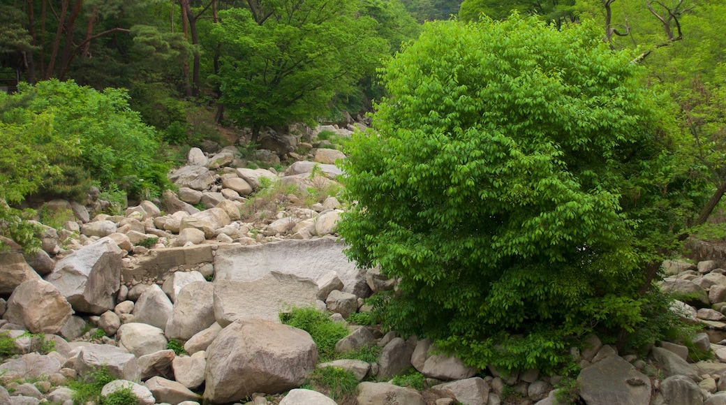 Bukhansan National Park showing forest scenes