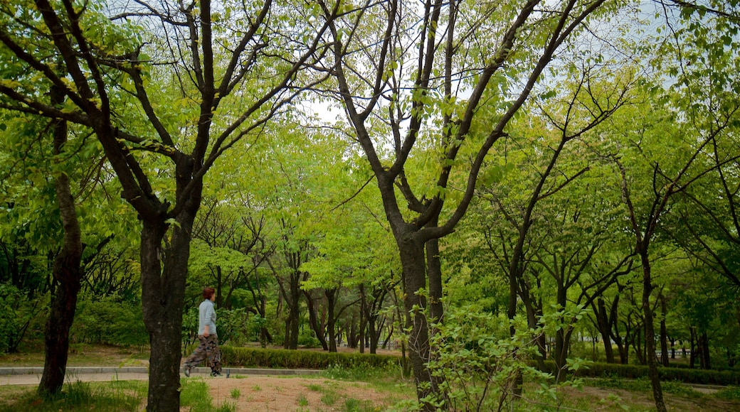 Vila de Namsangol Hanok mostrando um parque e escalada ou caminhada assim como uma mulher sozinha