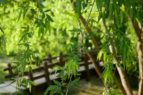 Seouler Wald das einen Garten und BrĂŒcke