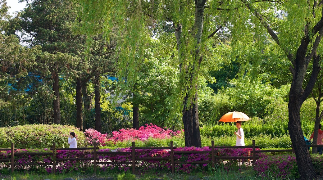 Yongsan Park showing wildflowers and a park