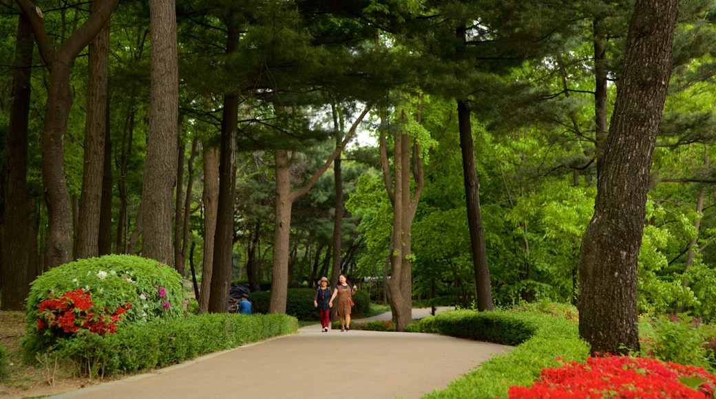 Namsan Botanical Garden which includes wild flowers and a park as well as a couple