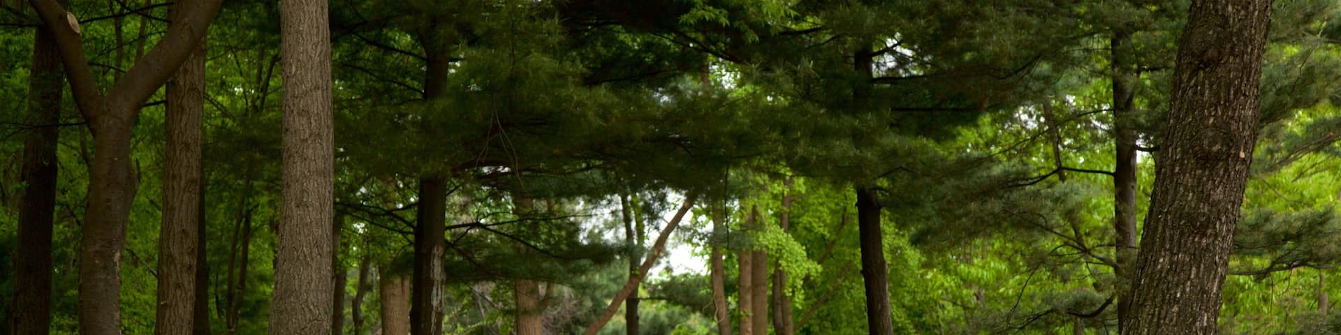 Botanischer Garten Namsan das einen Park und Wildblumen sowie Paar