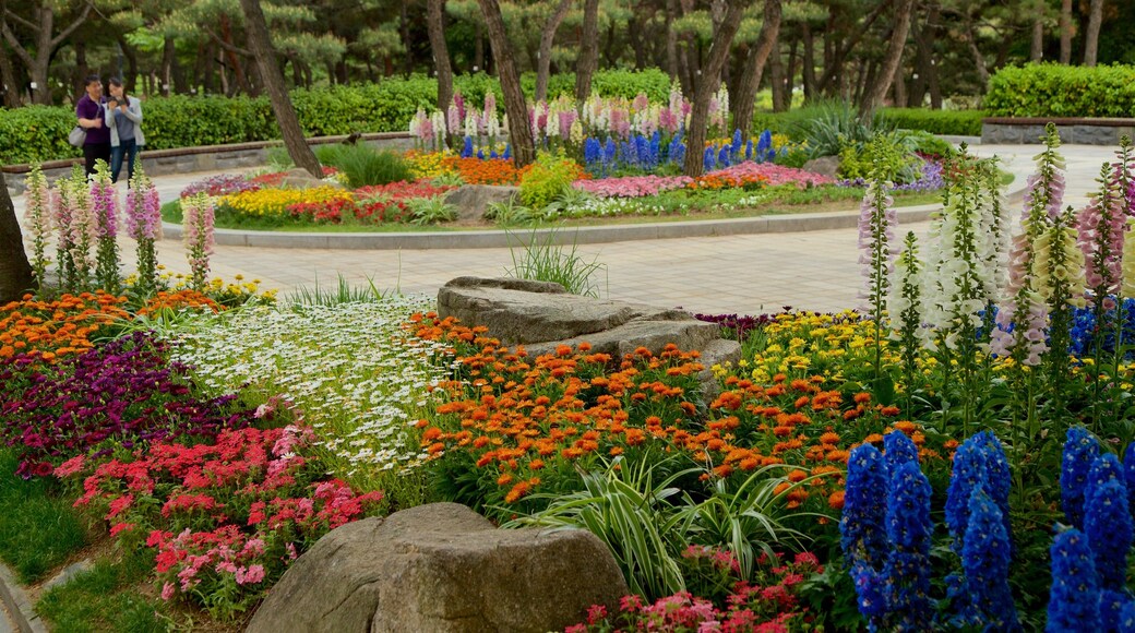 Namsan Botanical Garden showing wild flowers and a park as well as a couple