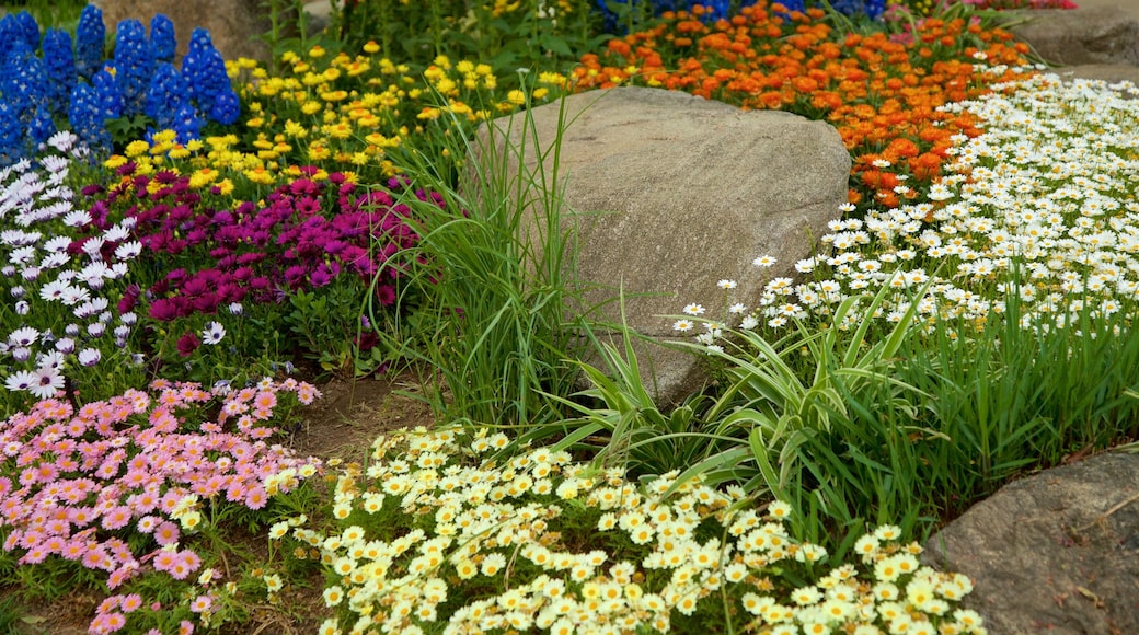 Namsan Botanical Garden showing wildflowers