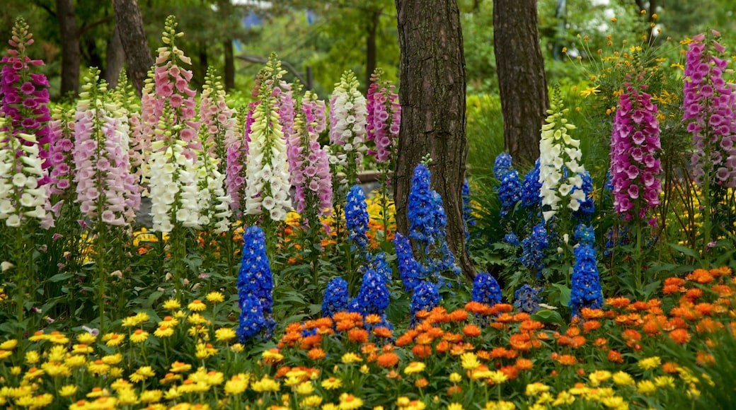 Namsan Botanical Garden which includes wild flowers