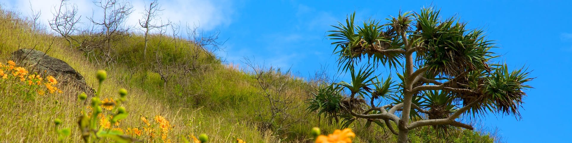 Gold Coast which includes wild flowers