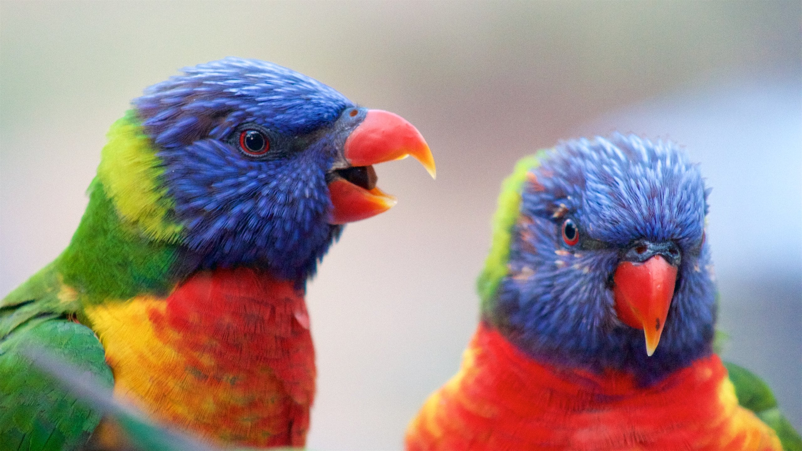 Gold Coast ofreciendo vida de las aves