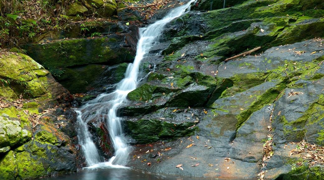 Sunshine Coast mostrando cascata e fiume o ruscello