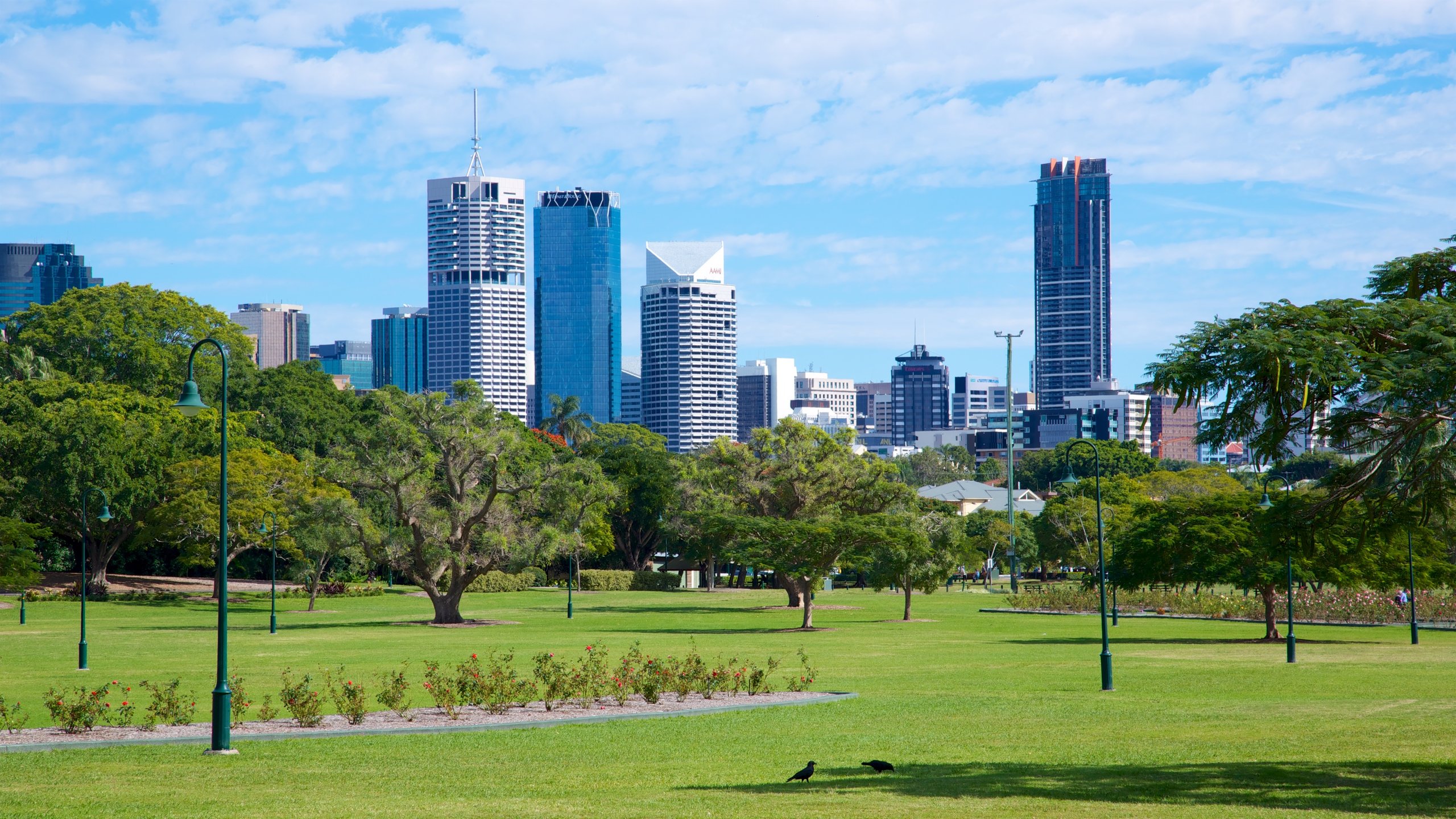 New Farm showing a skyscraper, a park and a city