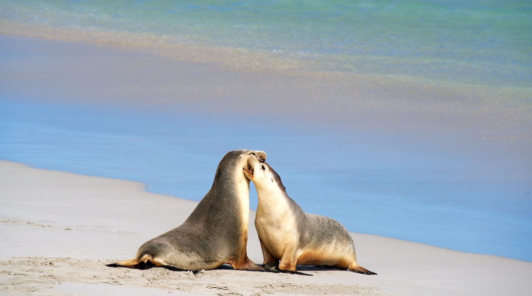 South Australia showing a sandy beach, general coastal views and marine life