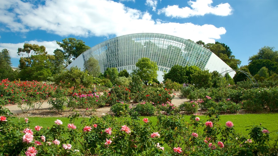 Adelaide mit einem Wildblumen und Garten