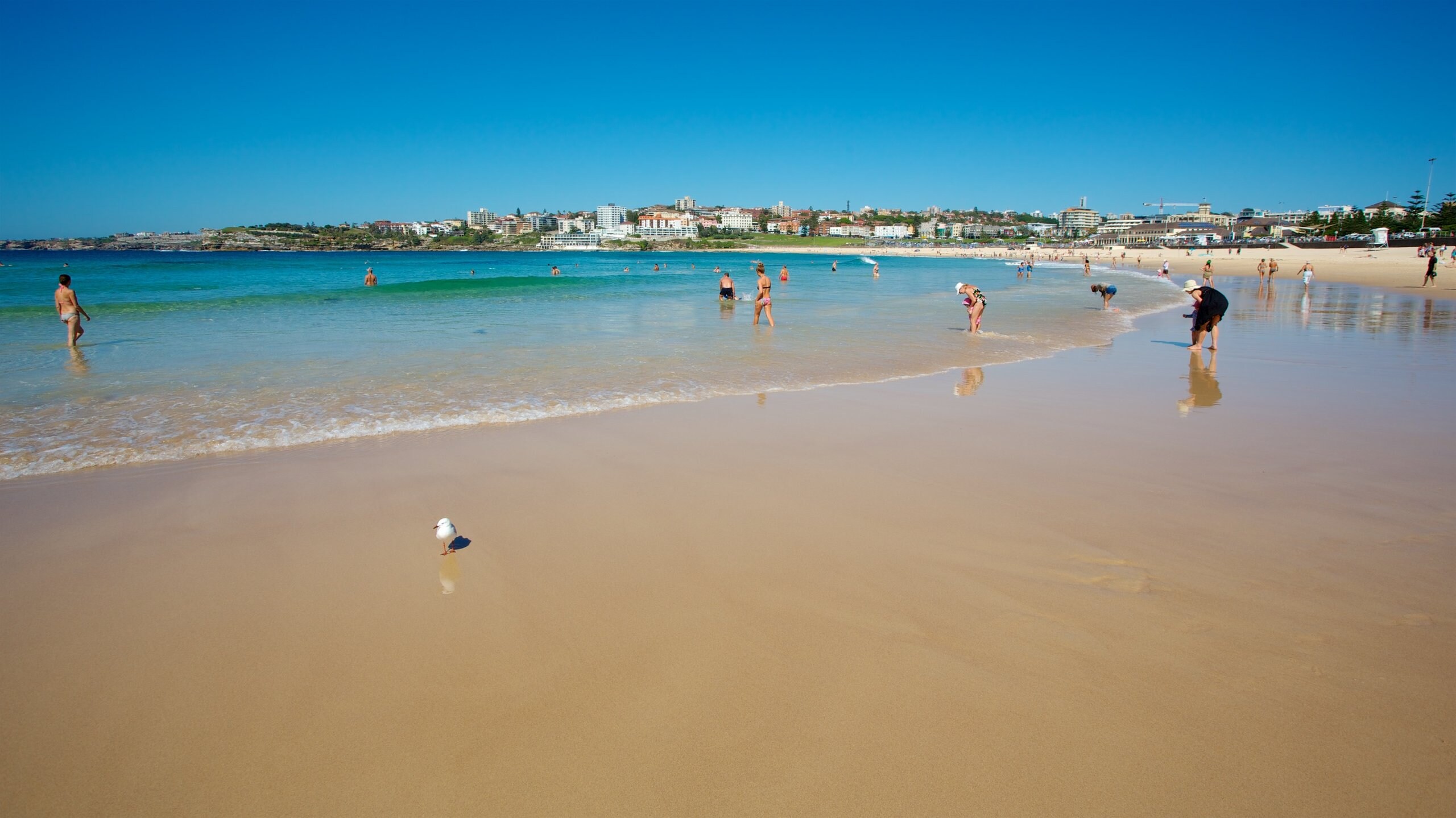 city chic bondi