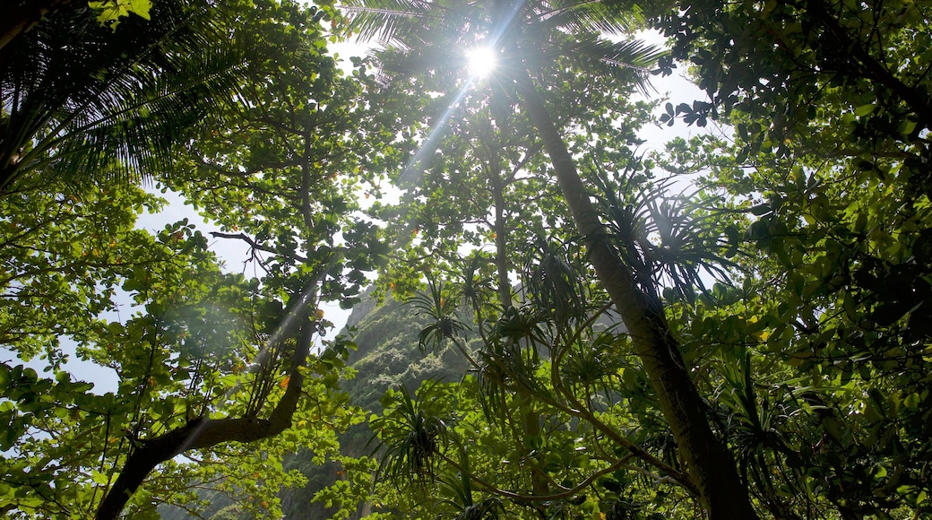 Maya Bay showing forests