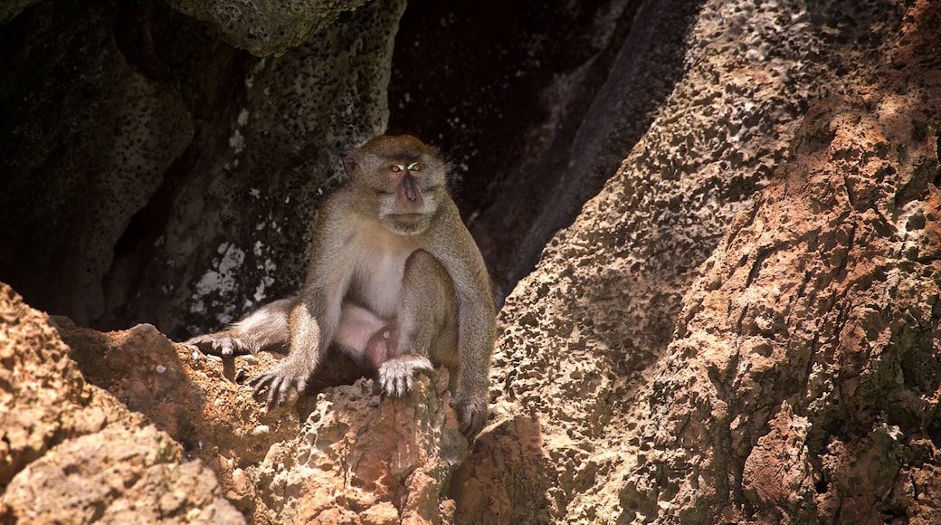 甲米府 呈现出 可愛或容易親近的動物 和 動物園的動物