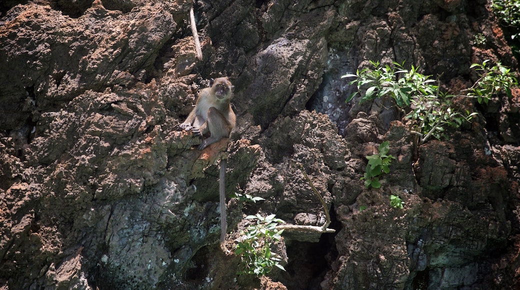 Krabi - Trang featuring cuddly or friendly animals