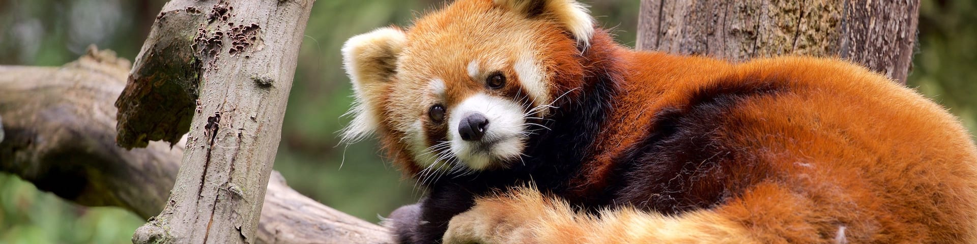 Prospect Park Zoo featuring cuddly or friendly animals