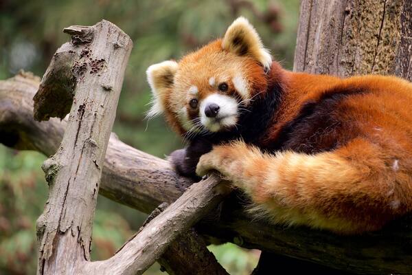 Prospect Park Zoo das einen niedliche oder freundliche Tiere
