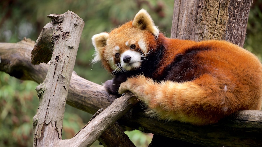 Parque Zoológico de Prospect Park que incluye animales tiernos