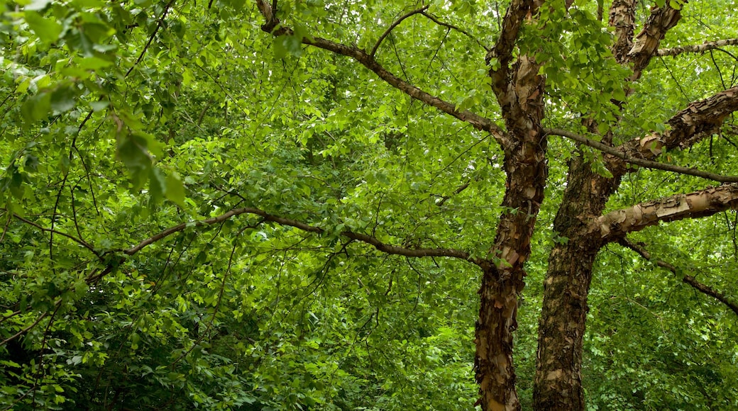 Prospect Park showing a park and forests