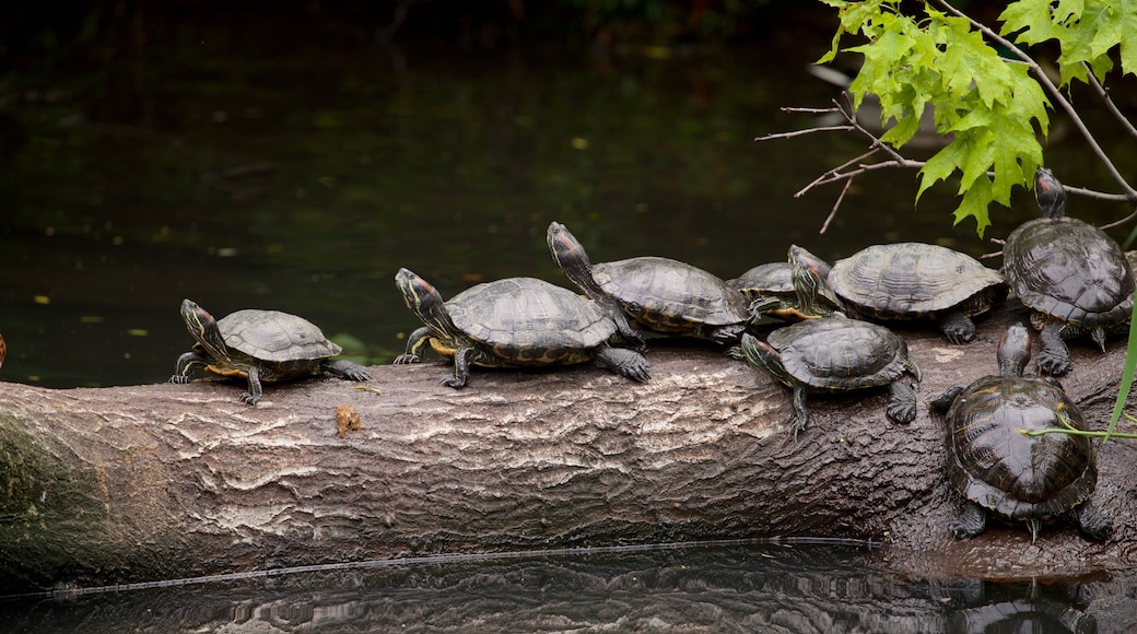 Prospect Park Zoo som viser sjøliv, dyrehagedyr og dam