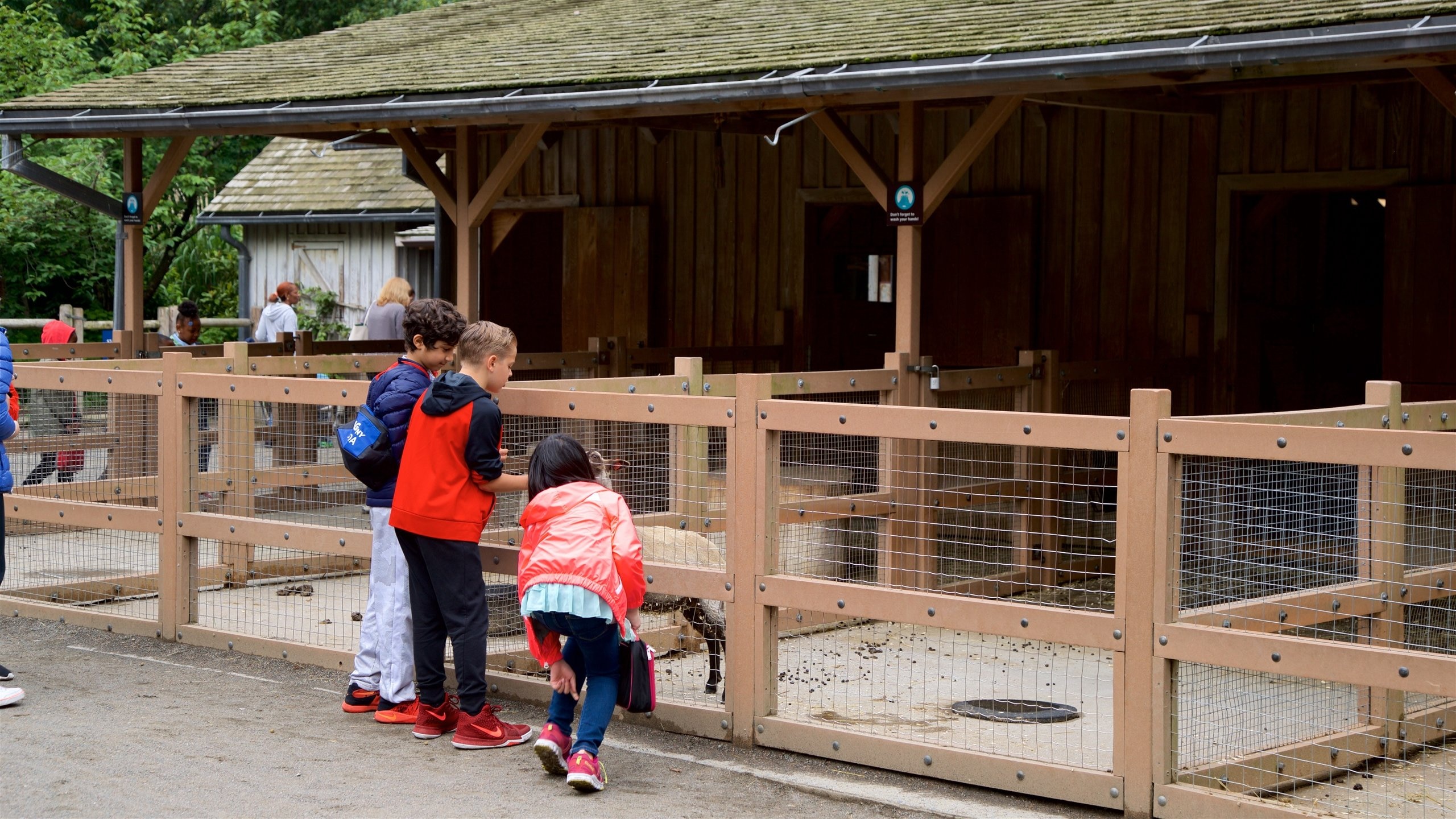Prospect Park Zoo showing zoo animals and cuddly or friendly animals as well as children