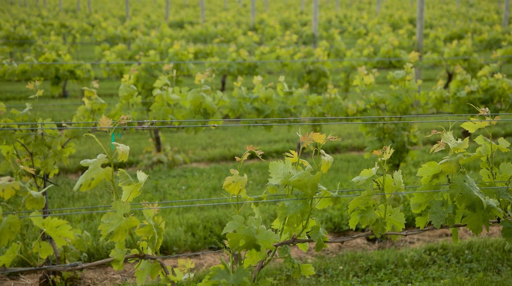 Bodega de vinos Channing Daughters