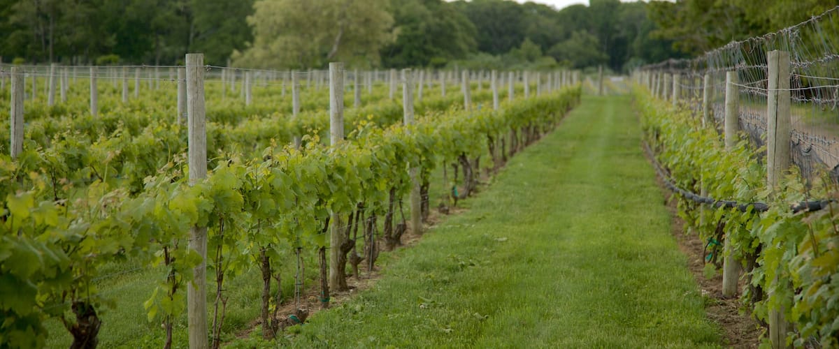 Bodega de vinos Channing Daughters