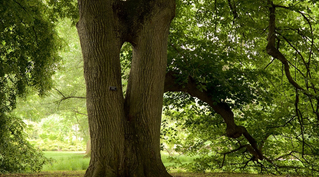 Brooklyn Botanic Gardens