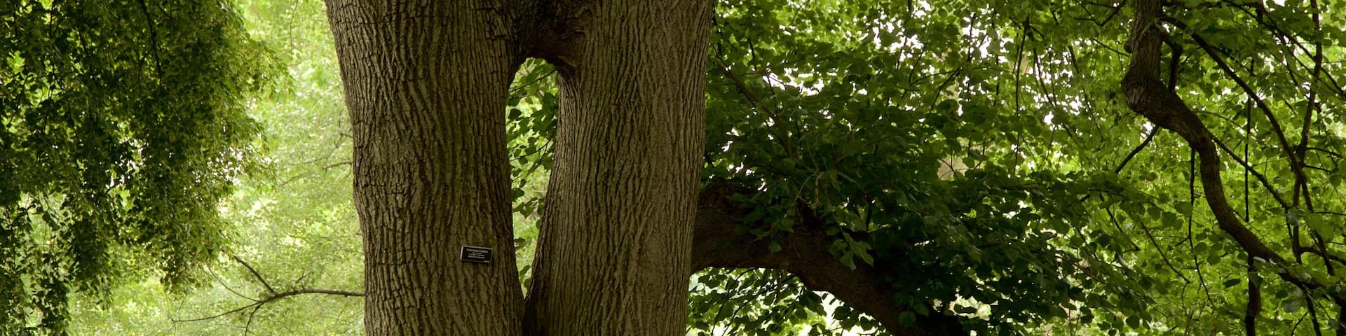 Brooklyn Botanic Gardens