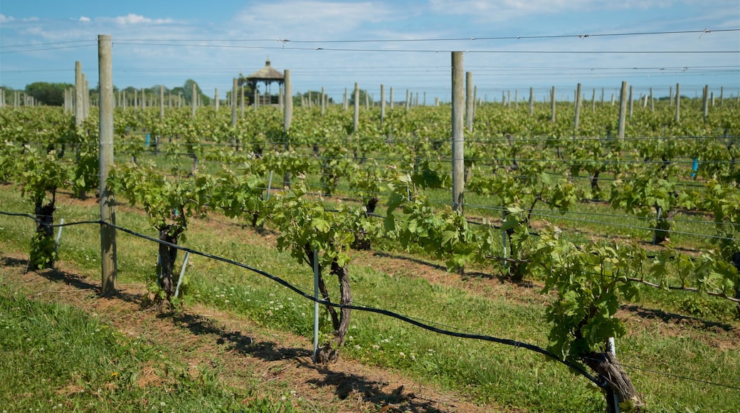 Wolffer Estates Vineyard