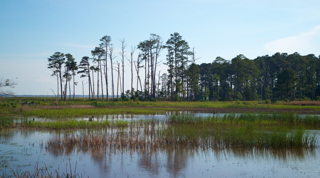 Blackwater National Wildlife Refuge