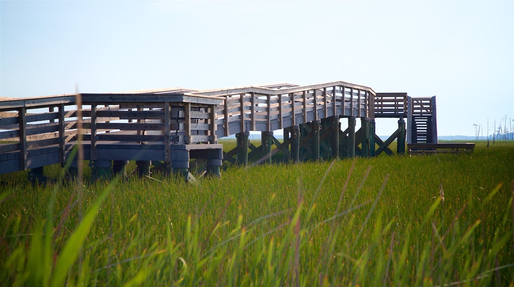 Blackwater National Wildlife Refuge