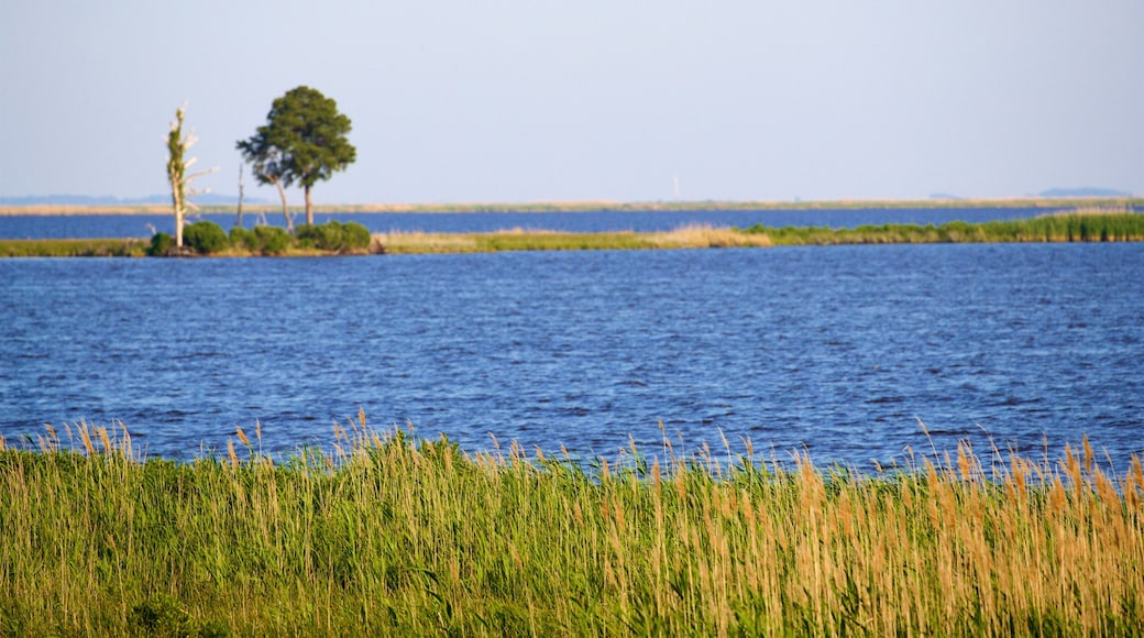 Blackwater National Wildlife Refuge