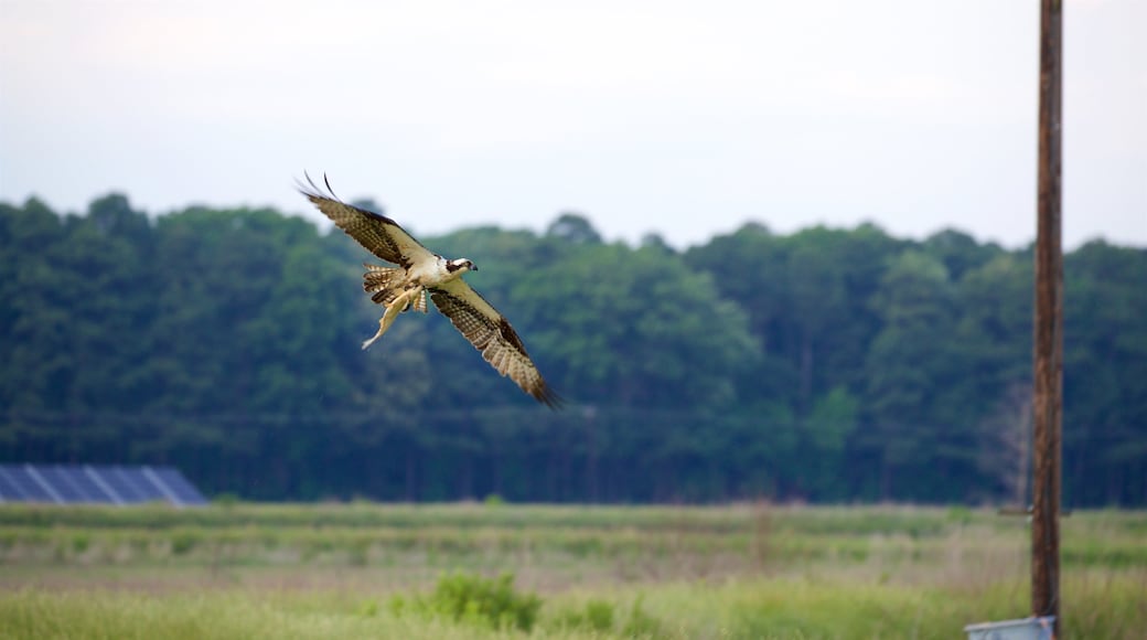 Blackwater National Wildlife Refuge