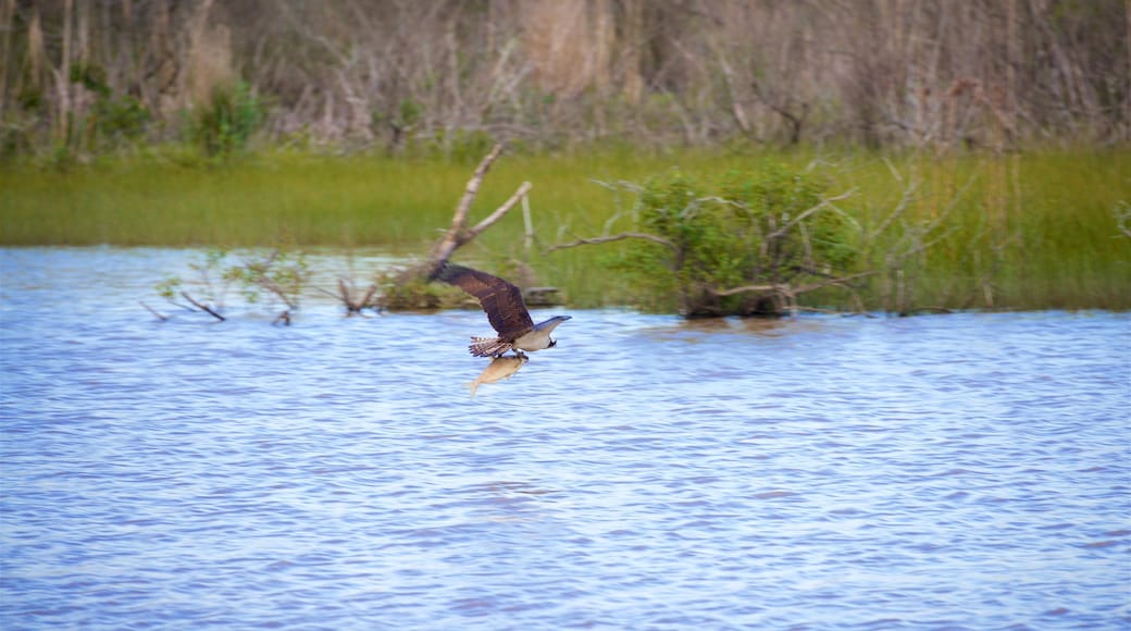 Réserve naturelle Blackwater National Wildlife Refuge