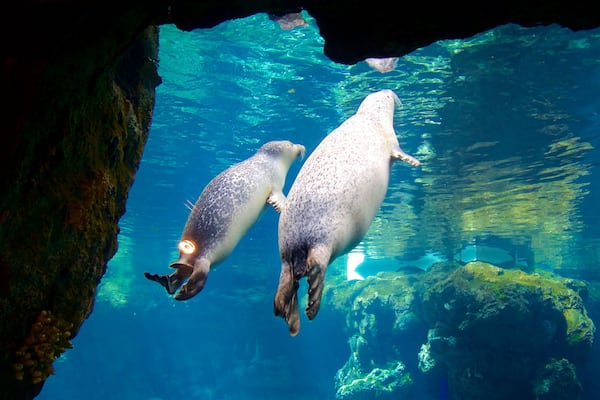 Aquario di Genova