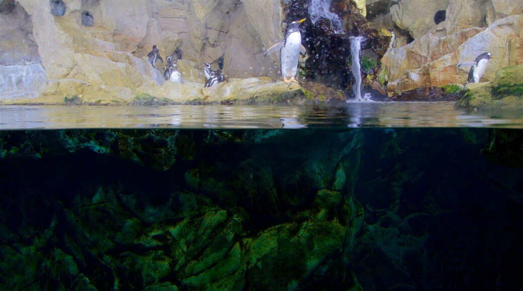 Aquarium van Genoa