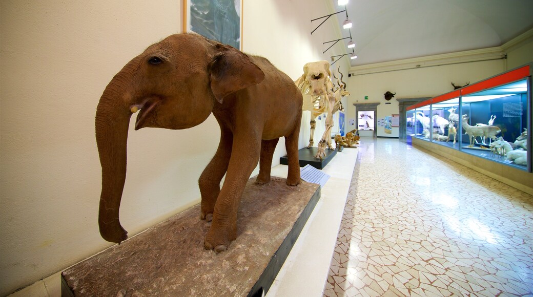 Museo di Scienze Naturali Enrico Caffi