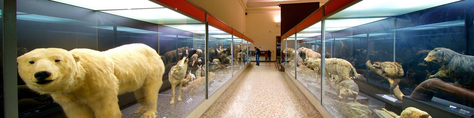 Caffi Natural Science Museum