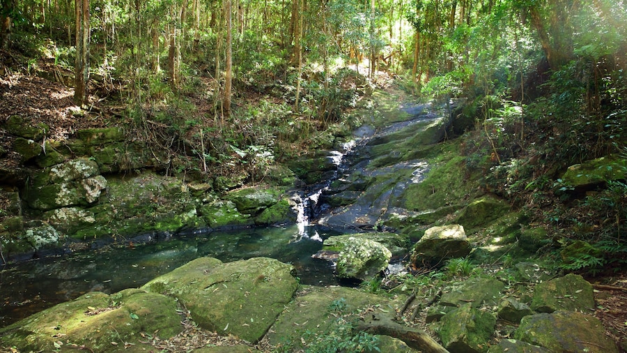 Công viên quốc gia Kondalilla