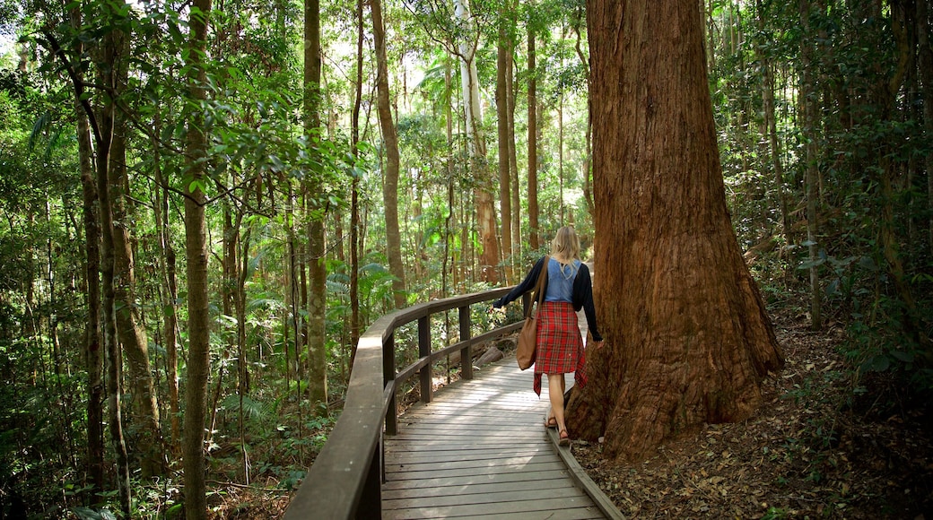 Kondalilla National Park