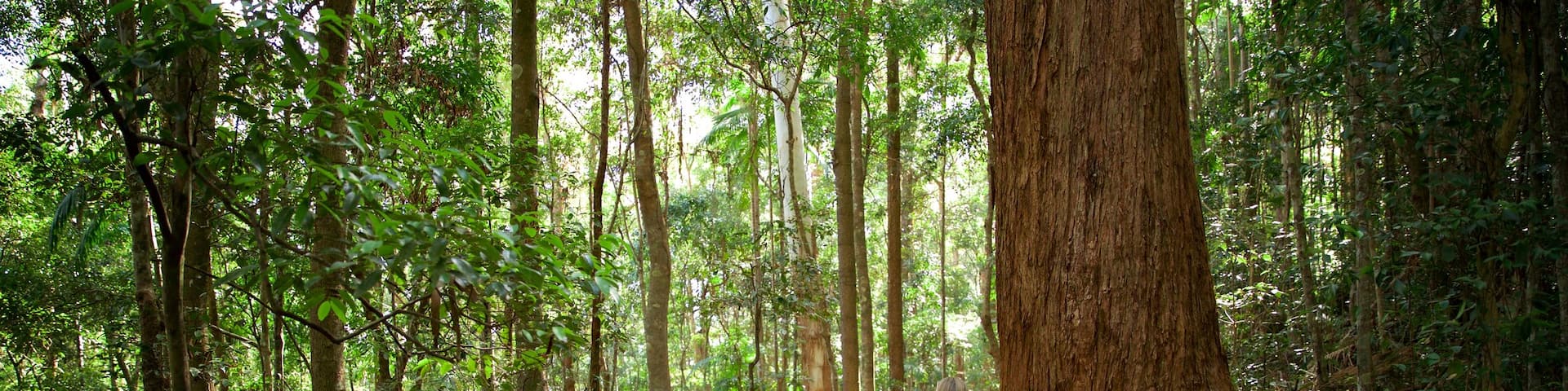 Kondalilla National Park