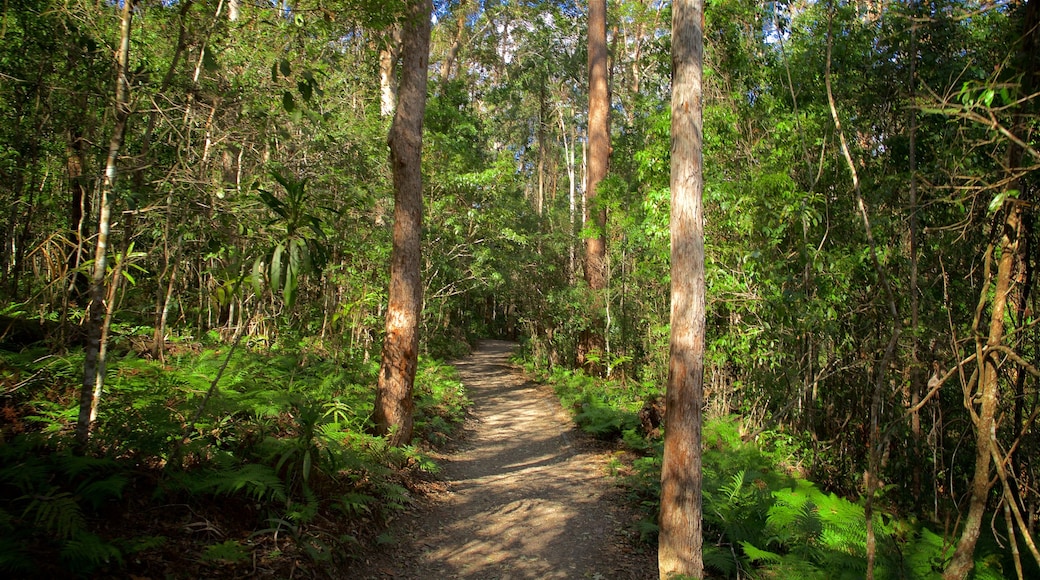 Kondalilla National Park