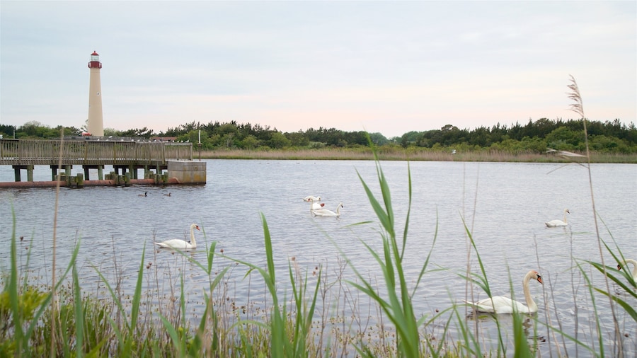 Cape May Point State Park which includes a lighthouse, bird life and a lake or waterhole